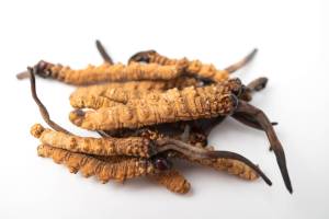 Mi a Cordyceps?